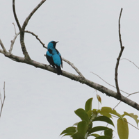 Blue Dacnis